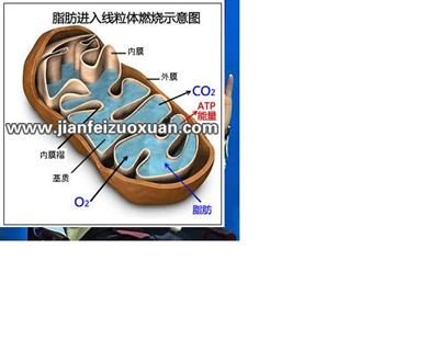 西木博士再次强调左旋肉碱神奇减肥效果