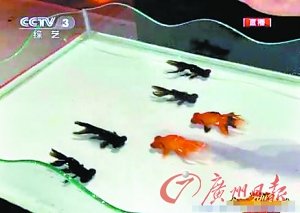 傅琰东湖南元宵晚会揭秘金鱼魔术 被指敷衍了事