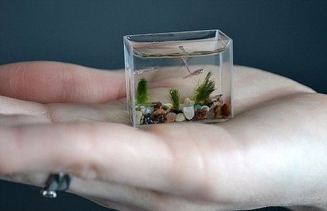 俄大师推出世界最迷你玻璃鱼缸仅3厘米长