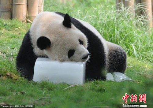 2011年8月17日，成都市大熊猫繁育研究基地，大熊猫趴在冰块上享受清凉。成都市连续炎热天气，工作人员采取冰块、清水、空调等多种措施给动物消暑降温。CFP视觉中国