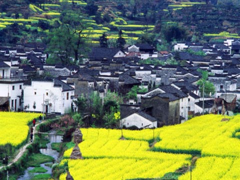 3月下江南 婺源我和春天有个约会